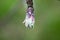 apple bud on an orchard in april,