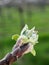 apple bud on an orchard in april,