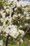 Apple cherry plum flowering tree in spring