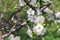 Apple cherry plum flowering tree in spring