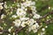 Apple cherry plum flowering tree in spring