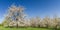 Apple and Cherry tree blossom near Ockstadt