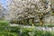 Apple and Cherry tree blossom near Ockstadt