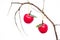 Apple Christmas Decorations On A Dry Branch