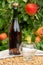 Apple cider from Normandy, France and green apple tree with ripe red fruits on background