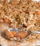 Apple Crisp Dessert