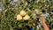 Apple crop. apple harvesting. seasonal workers, in gardening gloves, pick ripe, juicy apples from trees in farm orchard