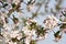 `Apple Dapple` beautiful crab apple blossoms in springtime late afternoon