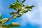 Apple development stages. Unripe apple on a apple tree