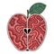 Apple. Doodle detailed illustration