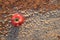 An apple on a dried and cracked desert soil. Food insecurity, famine, desertification, hunger and drought concept.