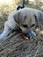 Apple eating puppy