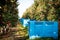 Apple farm. Blue crates filled with picked apples for export. Harvest in an orchard