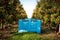 Apple farm. Blue crates filled with picked apples for export. Harvest in an orchard