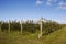 Apple Farm in New Zealand