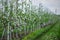 Apple farm with road with grass and dandelions, and with blue sky