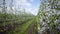 Apple farm and young seedlings. Plantation of trees even rows and green grass