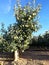 Apple field in Corella, Spain