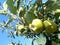 Apple field in Corella, Spain