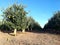 Apple field in Corella, Spain