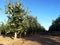 Apple field in Corella, Spain