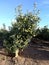 Apple field in Corella, Spain