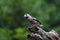 Apple finch on a tree trunk in the forest