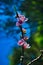 Apple flower in apple farm Kanthalloor Munnar