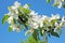 Apple flowers against blue sky