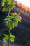 Apple flowers on a branch in the spring with blurred Asian traditional building eaves background