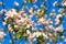 Apple flowers in full blossom during springtime