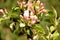 Apple flowers in the garden