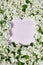 Apple flowers on pastel pink background. There is an empty space for text or logo. View from top. Vertical frame