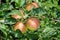 Apple foliage and ripening red fruits