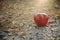 An apple fruit on a dry cracked desert soil. Global water crisis, hunger, food security and drought concept.