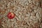 An apple fruit on a dry cracked desert soil. Water crisis, hunger, food security and drought concept.