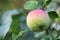 Apple fruit on tree branch rain drop