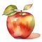 Apple fruit watercolor illustration