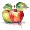 Apple fruit watercolor illustration