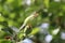 Apple fruits grow on the branch in early summer