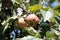 Apple fruits infected by fungal disease Monilia fructigena or brown fruit rot