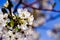 Apple garden, blossom on tree. Flowering orchard in spring time. Seasonal background. Flowering orchard in spring time. Scenic