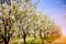 Apple garden, blossom on tree. Flowering orchard in spring time. Seasonal background. Flowering orchard in spring time. Scenic