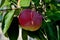 An apple in the garden on a branch in the village on a sunny day. Organic farming getting healthy natural products.