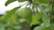 Apple green hanging on a tree, dew drops water slow motion video