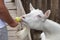 Apple in hand for feeding a white goat, closeup. caring for pet. keeping an animal on farm,