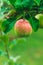 Apple hanging from a green tree