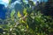 An apple hangs on a branch of an apple tree in the orchard of a rural yard. Bright rays of the sun illuminate a traditional rural