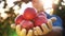 apple harvest. close-up. Farmer holds in his hands some red, freshly picked, ripe apples, on backdrop of orchard, in the