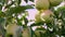 Apple harvest. close-up. green beautiful apples on a branch. the background of harvesting fruit process in farm garden.